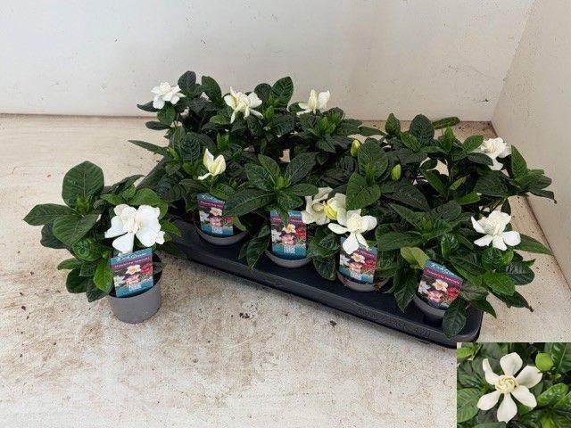 <h4>GARDENIA JASMINOIDES</h4>