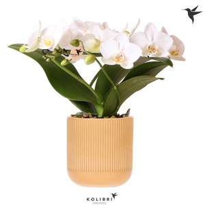 Kolibri Orchids Phalaenopsis Halo white in Flare pot ocher