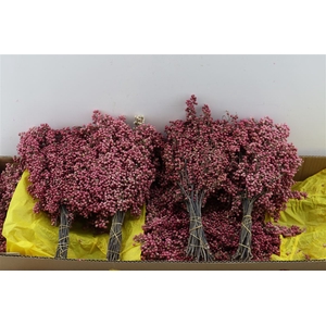 Schinus M.special Pink