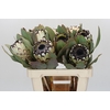 Protea Barbigera Snow Leopard