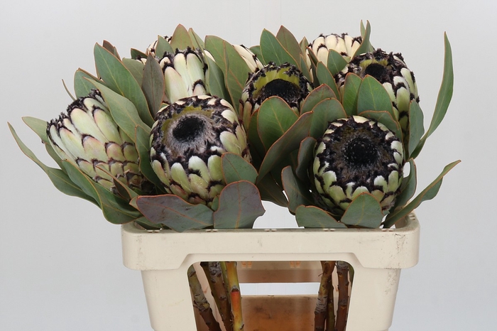 Protea Barbigera Snow Leopard