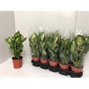 Philodendron scand. 'Brasil'