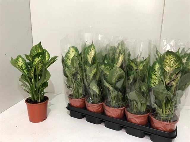 <h4>Philodendron scand. 'Brasil'</h4>