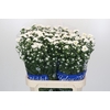 Aster Cassy