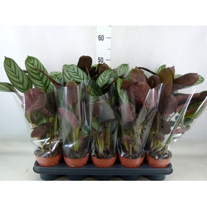 Ctenanthe setosa 'Green Flag'