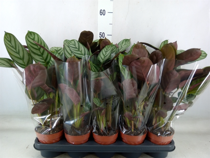<h4>Ctenanthe setosa 'Green Flag'</h4>