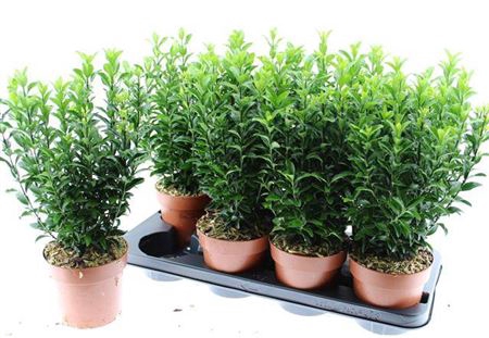 Euonymus Ja Gr Spire