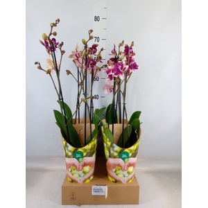Phalaenopsis   ...lilac