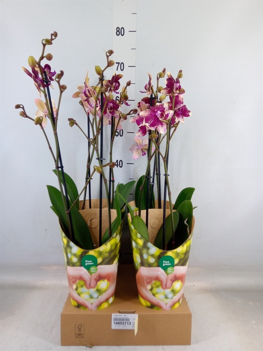 <h4>Phalaenopsis   ...lilac</h4>