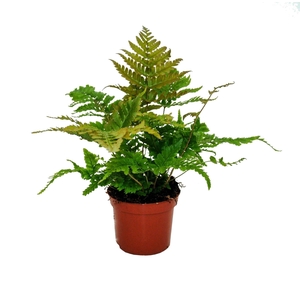 Dryopteris erythrosora