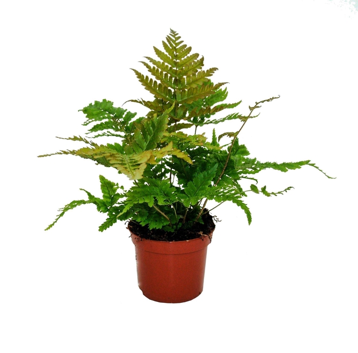 <h4>Dryopteris erythrosora</h4>