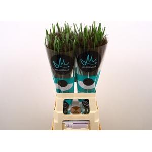 Pennisetum Black Fox Marginpar