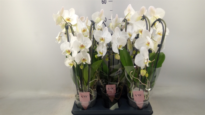 <h4>Phalaenopsis  'Elegant Cascade'</h4>