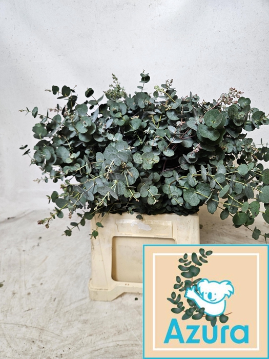 <h4>EUCA GU AZURA</h4>