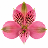 Alstroemeria Elegance