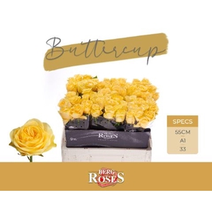 ROSA GR 'BUTTERCUP'