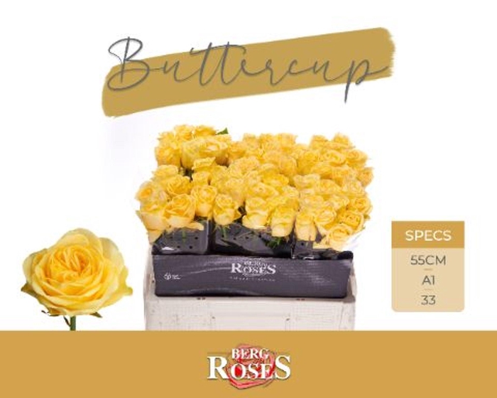 <h4>ROSA GR 'BUTTERCUP'</h4>