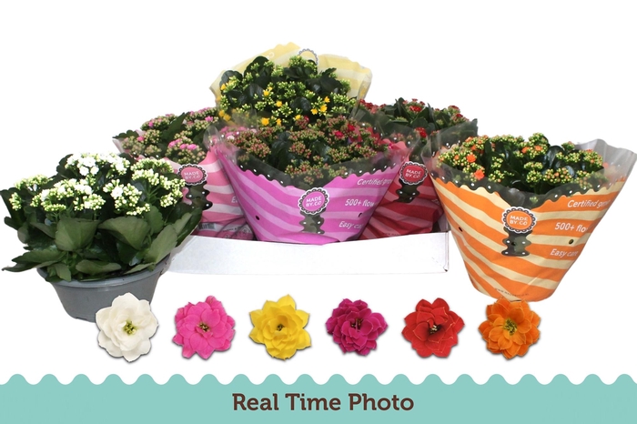 <h4>KAL GE GEM 6 KL</h4>