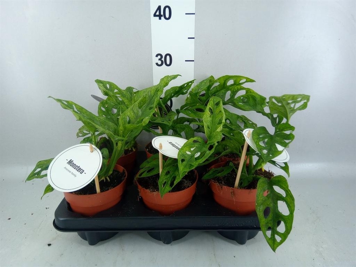 <h4>Monstera obliqua 'Leichtlinii'</h4>