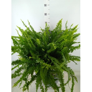 Nephrolepis exal. 'Green Lady'
