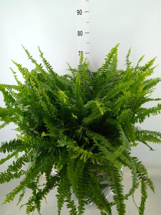 <h4>Nephrolepis exal. 'Green Lady'</h4>