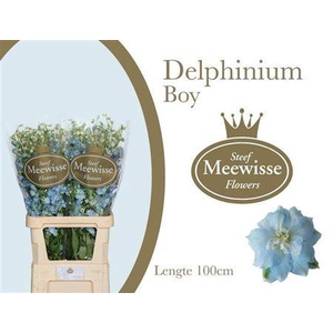 Delph Du Dewi Boy 100cm