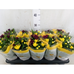 Chrysanthemum   ..mix/pot