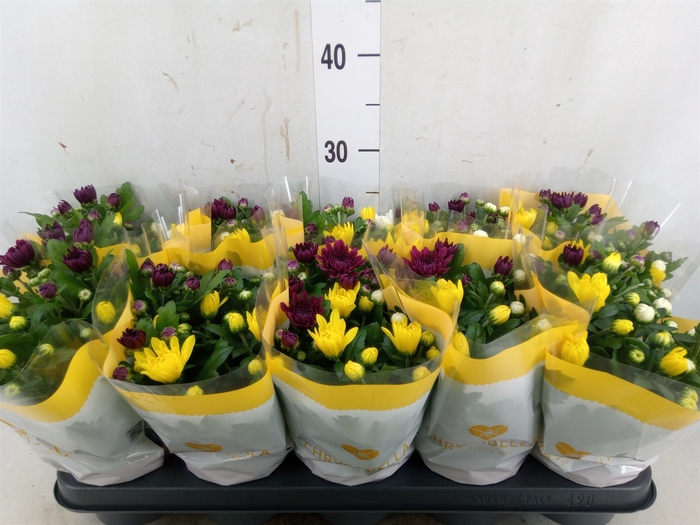 <h4>Chrysanthemum   ..mix/pot</h4>