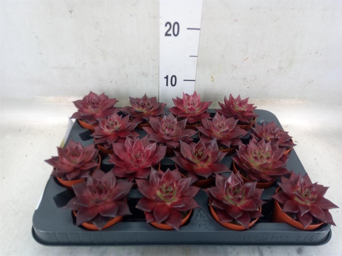 <h4>Echeveria  'Taurus'</h4>