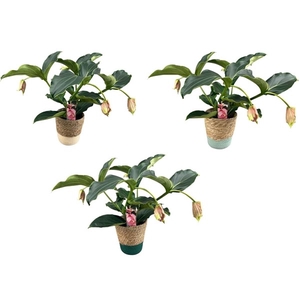 Medinilla Magnifica 2 etage 3/4 knop in mand