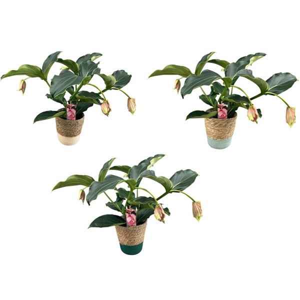 <h4>Medinilla Magnifica 2 etage 3/4 knop in mand</h4>