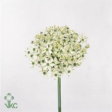 Allium Nigrum 70cm