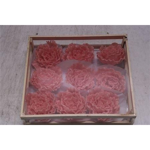 Wax Pioen Rosa