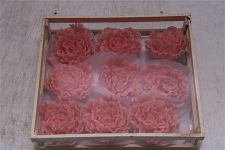 <h4>Wax Pioen Rosa</h4>