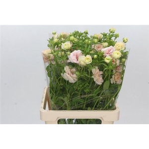 Ranunculus Butterfly Ariadne