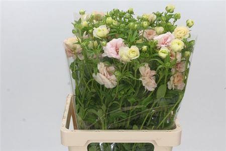 <h4>Ranunculus Butterfly Ariadne</h4>