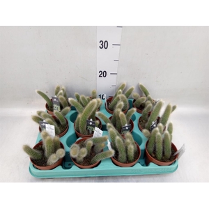 Cactus   ...