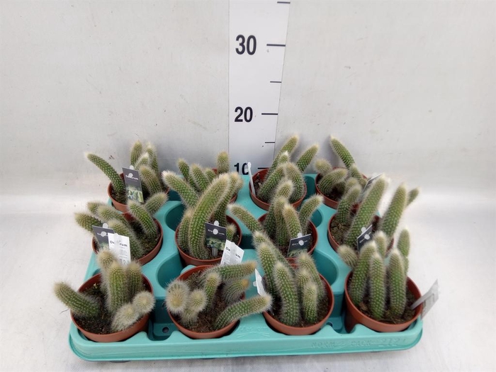 <h4>Cactus   ...</h4>