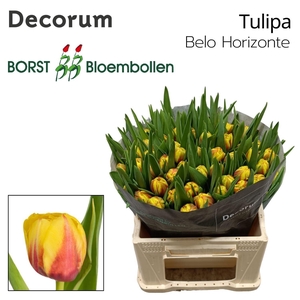 TU DU BELO HORIZONTE