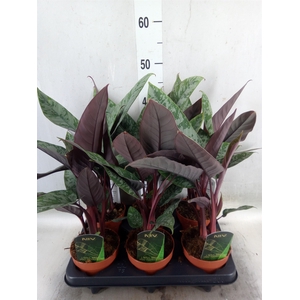Apoballis acuminatissima