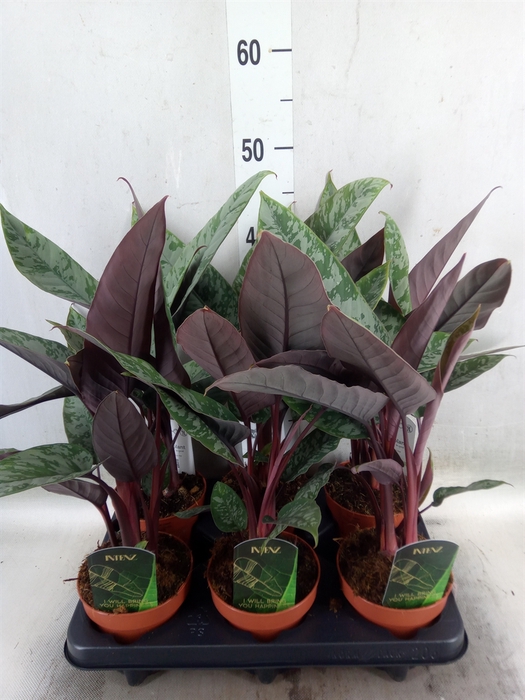 <h4>Apoballis acuminatissima</h4>