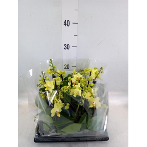 Phalaenopsis   ...mini