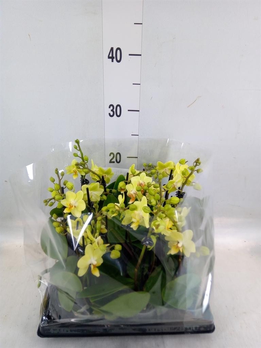 <h4>Phalaenopsis   ...mini</h4>