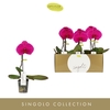 Phalaenopsis overig paars (meerdere