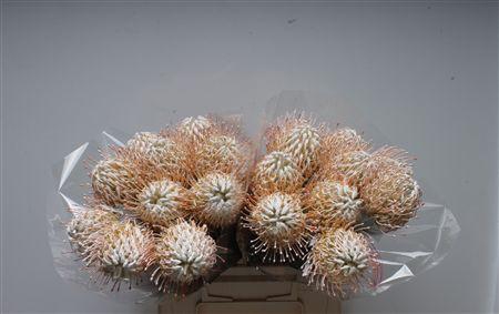 <h4>Leuco Klbh White</h4>