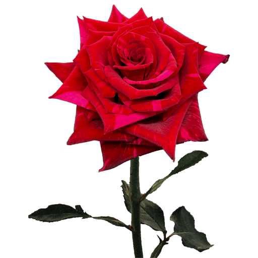 <h4>R GR RED PANTHERA</h4>