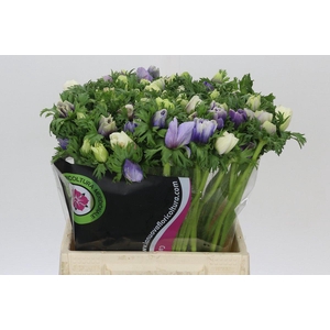 Anemone Mistral Plus Pastel Mix