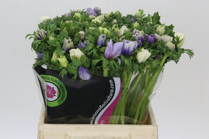 <h4>Anemone Mistral Plus Pastel Mix</h4>