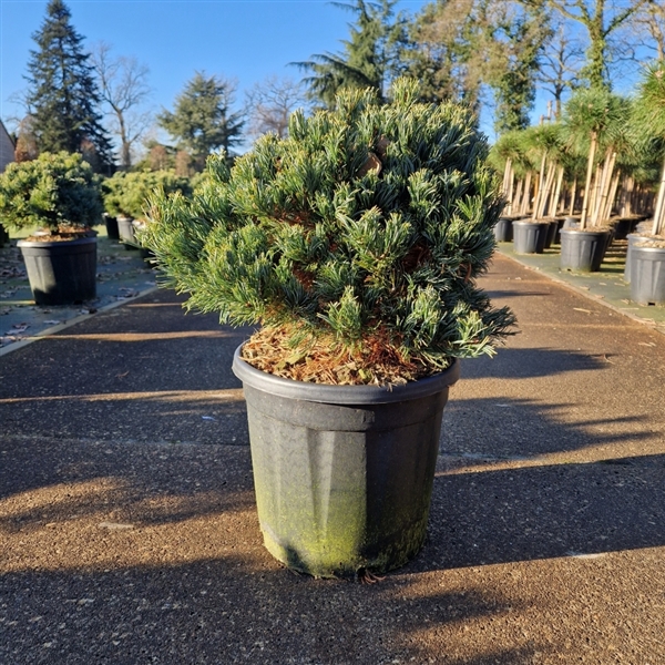 <h4>Pinus parviflora 'Linda'</h4>