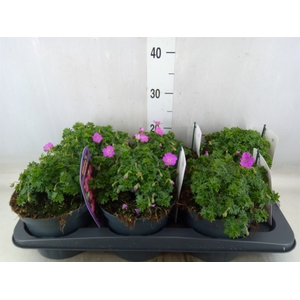 Geranium sang. 'Max Frei'